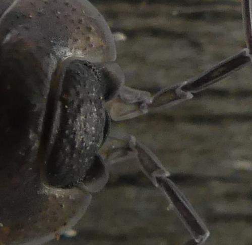 Porcellio orarum